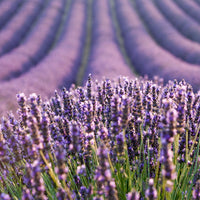 Lavandin burnati super (Lavandula burnatii) - Huile essentielle bio