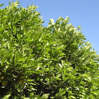 Bay Laurel (Laurus nobilis) - Organic Essential Oil