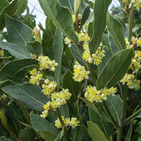 Bay Laurel (Laurus nobilis) - Organic Essential Oil