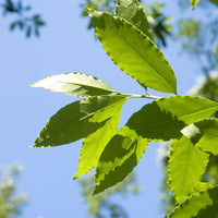 Bay Laurel (Laurus nobilis) - Organic Essential Oil