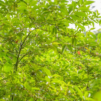 Litsea Citrata (Litsea citrata) Organic Essential Oil
