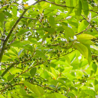 Litsea Citrata (Litsea citrata) Organic Essential Oil