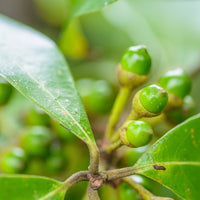 Litsea Citrata (Litsea citrata) Organic Essential Oil