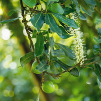 Macadamia (Macadamia tetraphylla) - Organic Virgin Vegetable Oil
