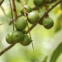Macadamia (Macadamia tetraphylla) - Organic Virgin Vegetable Oil