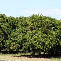 Macadamia (Macadamia tetraphylla) - Organic Virgin Vegetable Oil