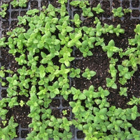 Lemon balm (Melissa officinalis) - Organic hydrosol