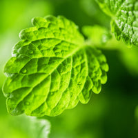 Lemon balm (Melissa officinalis) - Organic hydrosol