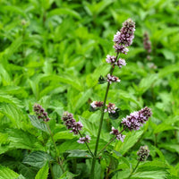 Menthe poivrée (Mentha piperita) - Huile essentielle bio