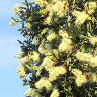 Niaouli ct. 1,8-cinéole (Melaleuca quinquenervia) - Huile essentielle bio