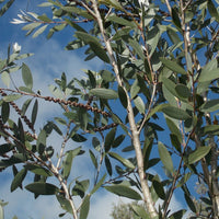 Niaouli ct. 1,8-cinéole (Melaleuca quinquenervia) - Huile essentielle bio