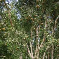 Niaouli ct. 1,8-cinéole (Melaleuca quinquenervia) - Huile essentielle bio