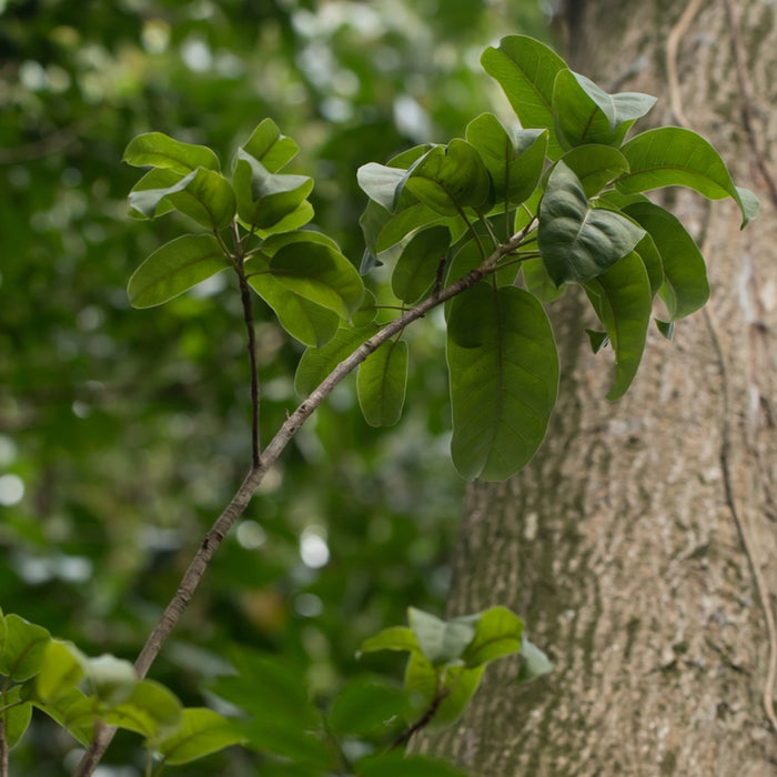 Balsam of Peru (Myroxylon balsamum) - Oleoresin