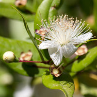 Myrte vert ct. 1,8-cinéol (Myrtus communis) - Huile essentielle bio