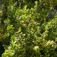 Myrte vert ct. 1,8-cinéol (Myrtus communis) - Huile essentielle bio