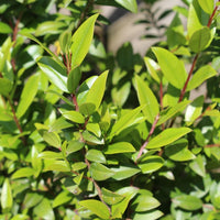 Myrte vert ct. 1,8-cinéol (Myrtus communis) - Huile essentielle bio