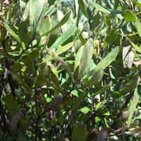 Sweet Gale (Myrica gale) - Organic Essential Oil