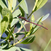 Sweet Gale (Myrica gale) - Organic Essential Oil