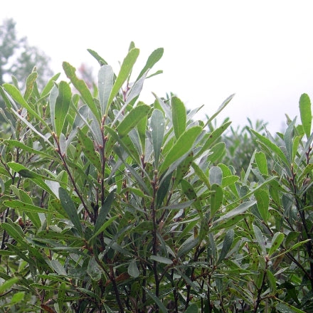 Myrique baumier (Myrica gale) - Hydrolat bio