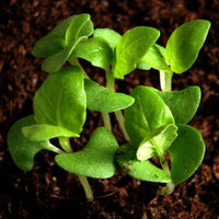 Basil (Ocimum basilicum) - Organic Gourmet Oil
