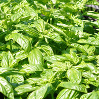 Basilic (Ocimum basilicum) - Huile gastronomique bio