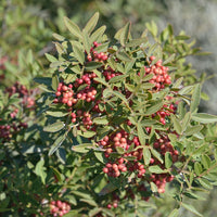 Lentisque pistachier (Pistacia lentiscus) - Huile essentielle bio