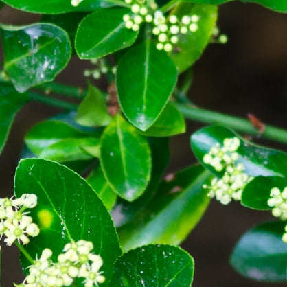 St. Thomas Bay (Pimenta racemosa) - Essential Oil