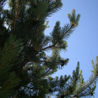 Pin sylvestre (Pinus sylvestris) - Huile essentielle bio