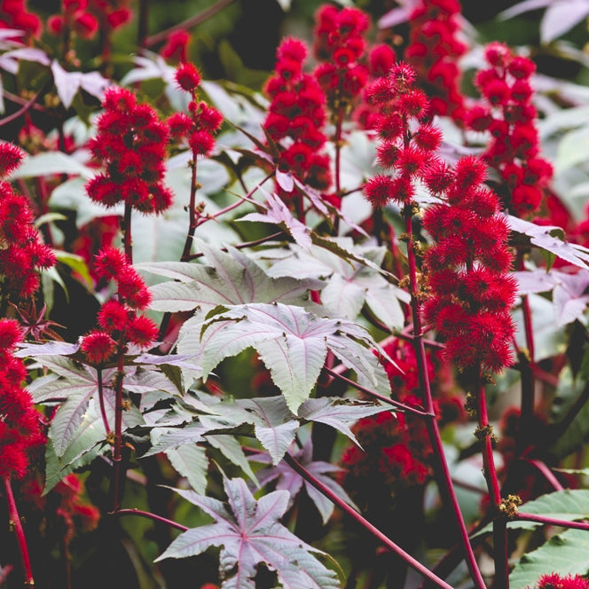 Ricin (Ricinus communis) - Huile végétale bio
