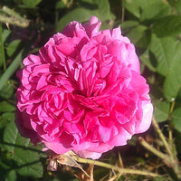 Rose de Damas (Rosa damascena) - Hydrolat bio
