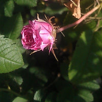 Rose de Damas (Rosa damascena) - Hydrolat bio