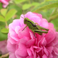 Rose de Damas (Rosa damascena) - Hydrolat bio