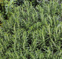 Romarin ct. 1,8-Cinéole (Rosmarinus officinalis) - Huile essentielle bio