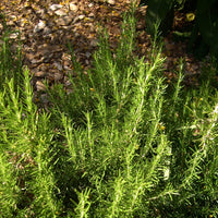 Romarin ct. 1,8-Cinéole (Rosmarinus officinalis) - Huile essentielle bio