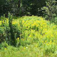 Goldenrod Canada (Solidago canadensis) - Organic hydrosol