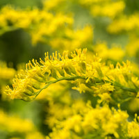 Goldenrod Canada (Solidago canadensis) - Organic hydrosol