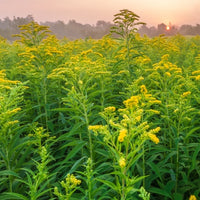 Goldenrod Canada (Solidago canadensis) - Organic hydrosol