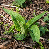 Comfrey (Symphytum officinalis) - Organic Oily Macerate