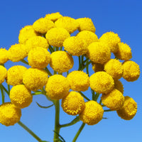 Tanaisie annuelle (Tanacetum annuum) - Huile essentielle bio
