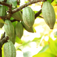 Cacao (Theobroma cacao) - Beurre végétal bio