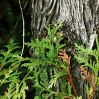Western thuja (Thuja occidentalis) - Organic hydrosol