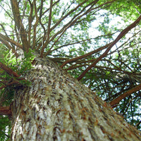 Western thuja (Thuja occidentalis) - Organic hydrosol