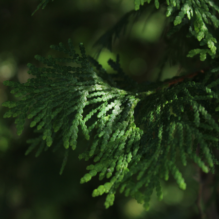 L'huile essentielle de thuya : un héritage de la forêt québécoise
