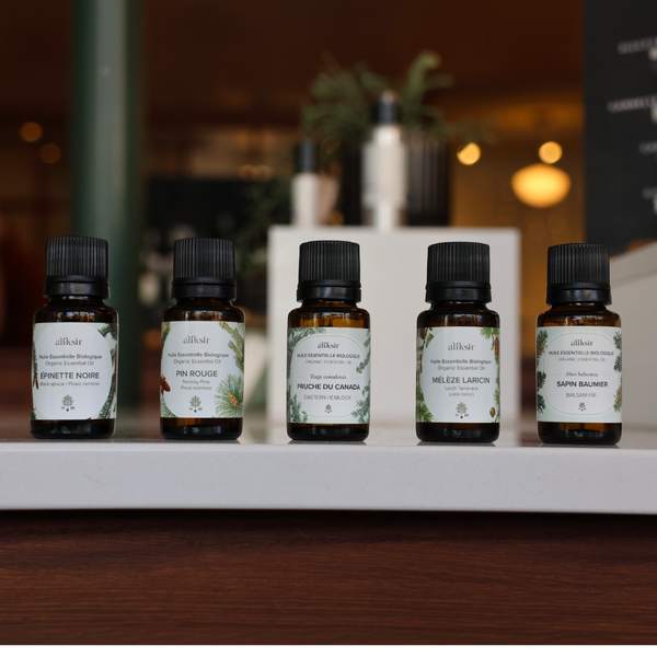 Sapin baumier : l’âme aromatique de la forêt boréale