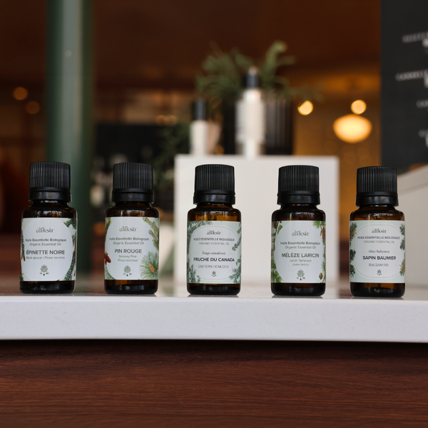 Sapin baumier : l’âme aromatique de la forêt boréale