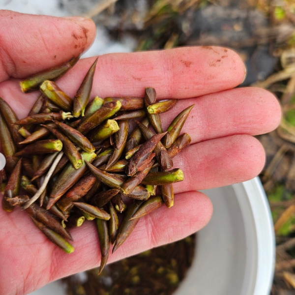 Huile essentielle de peuplier baumier : un trésor parfumé des forêts boréales