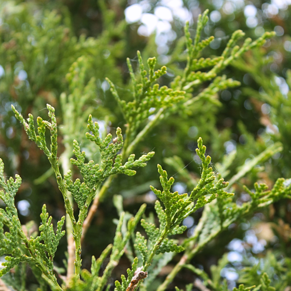 L'huile essentielle de thuya : un héritage de la forêt québécoise