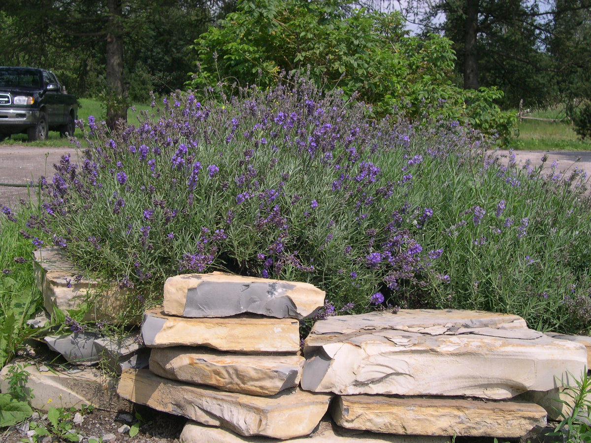 Lavande vraie (Lavandula angustifolia) - Hydrolat bio