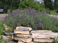 Lavande vraie (Lavandula angustifolia) - Hydrolat bio