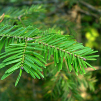 Balsam Fir (Abies balsamea) Essential Oil